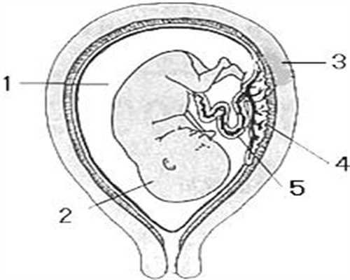代孕网收费-代孕可以选性别吗-胎儿位于耻骨上是什么意思